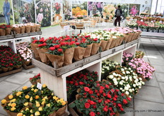 The infinity line of Roses Forever.